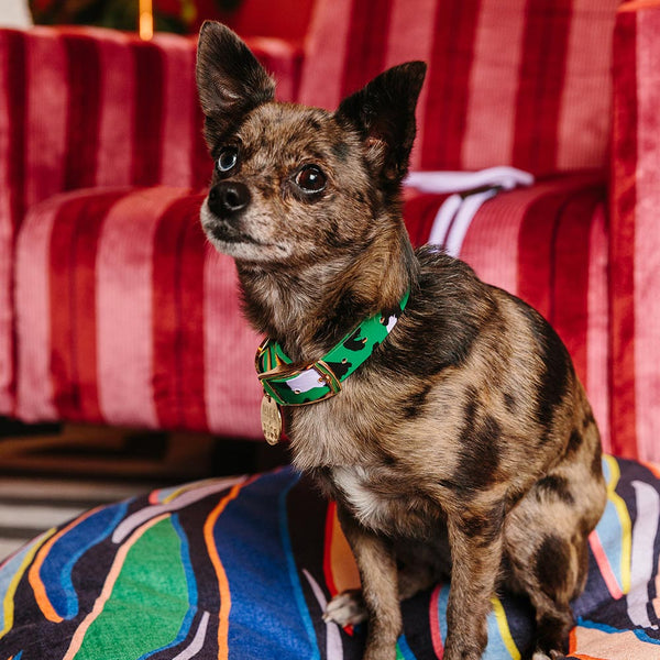 Animal Leather Dog Collar - Green – NICE DIGS
