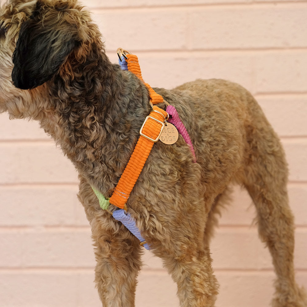 Lucky Dip Cord Dog Harness - Fruit Smoothie