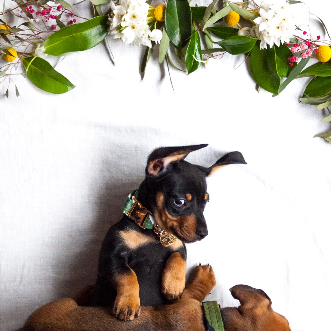 Monstera Printed Dog Collar