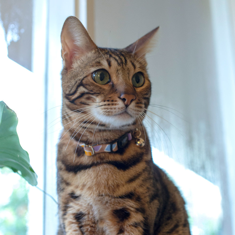 Rock Candy Leather Cat Collar