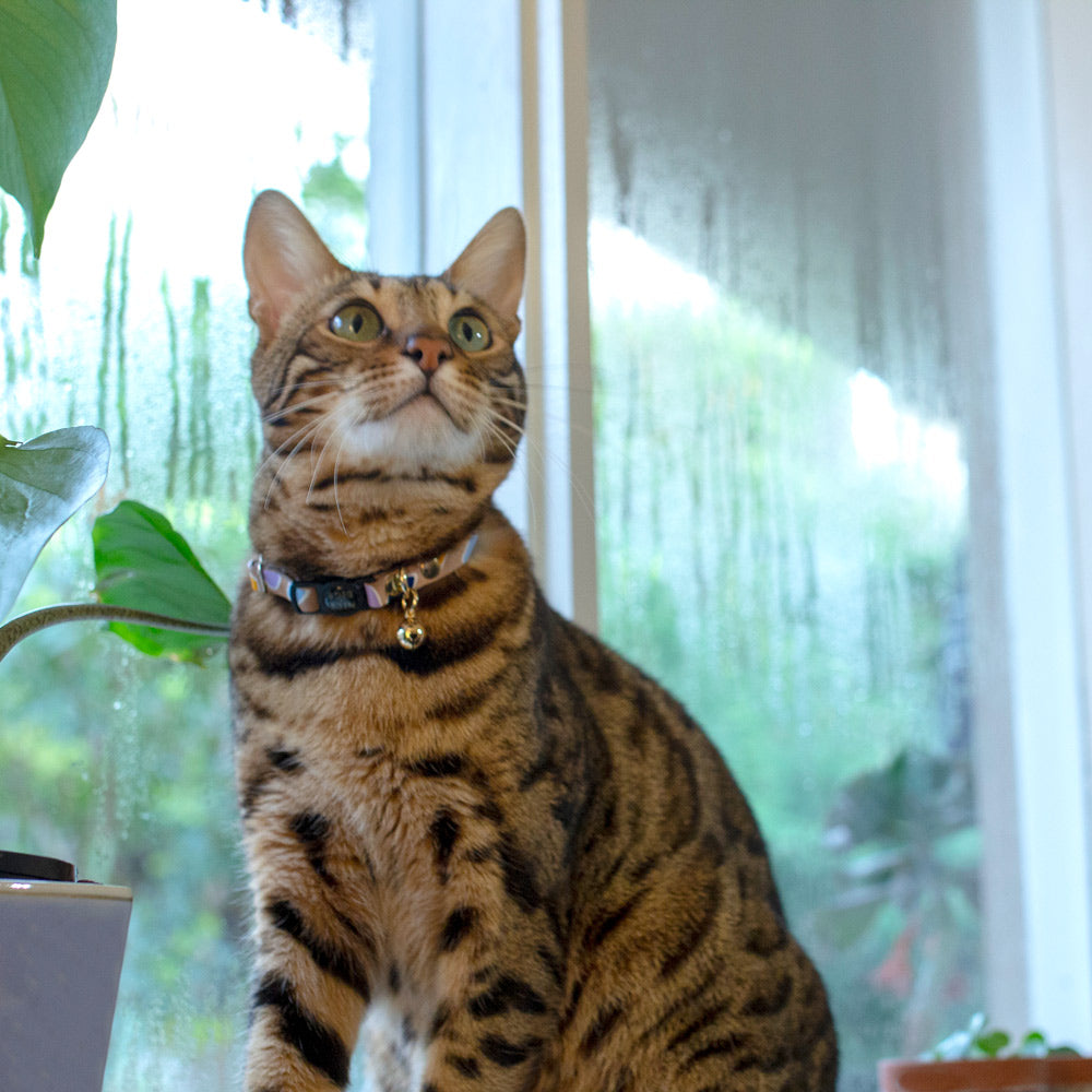 Rock Candy Leather Cat Collar