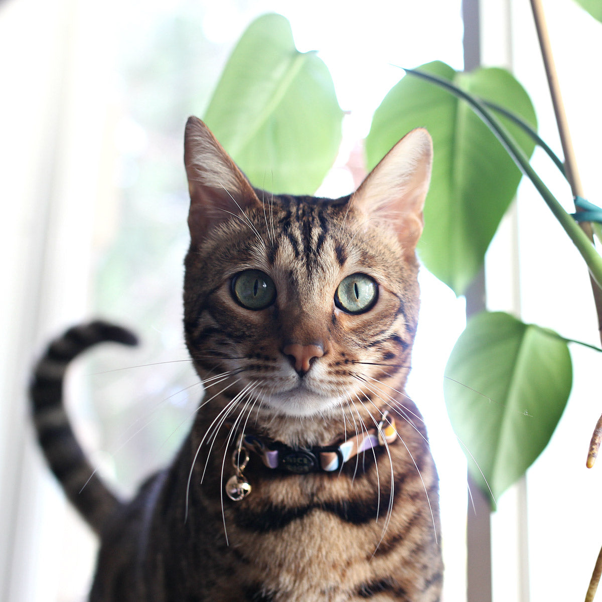 Rock Candy Leather Cat Collar