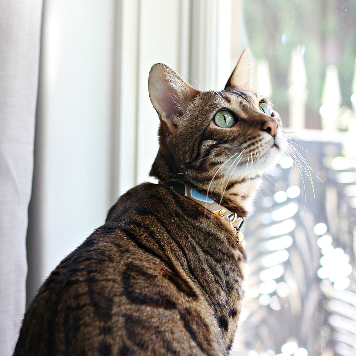 Rock Candy Leather Cat Collar