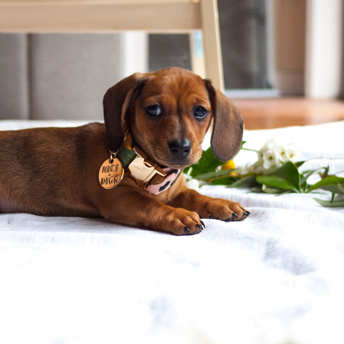 Wanderlust Printed Dog Collar