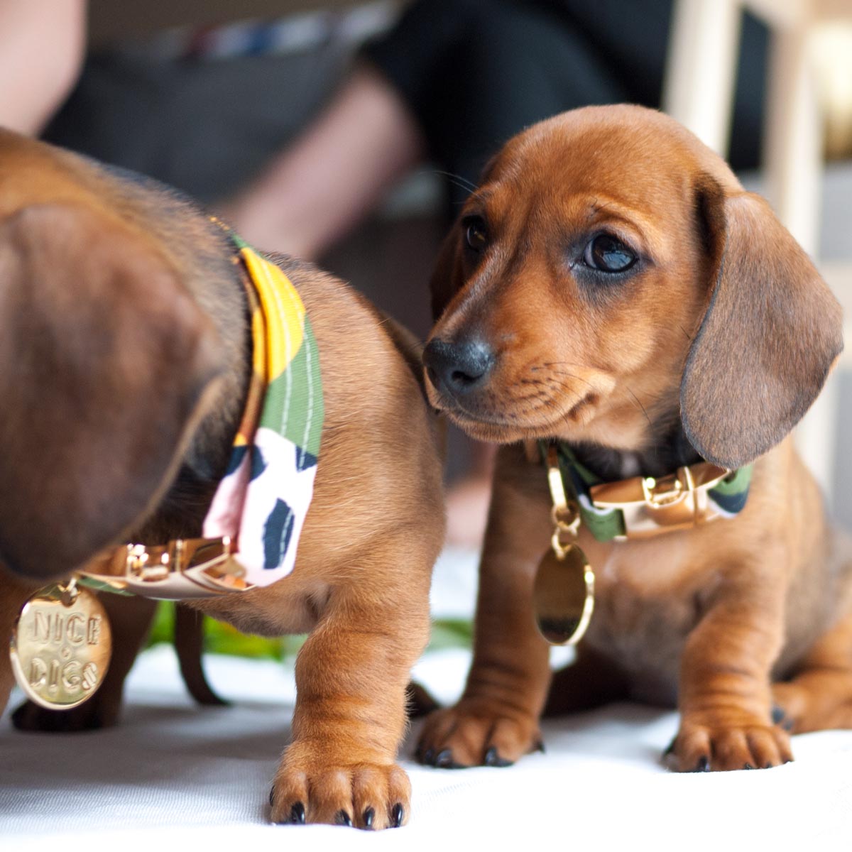 Wanderlust Printed Dog Collar