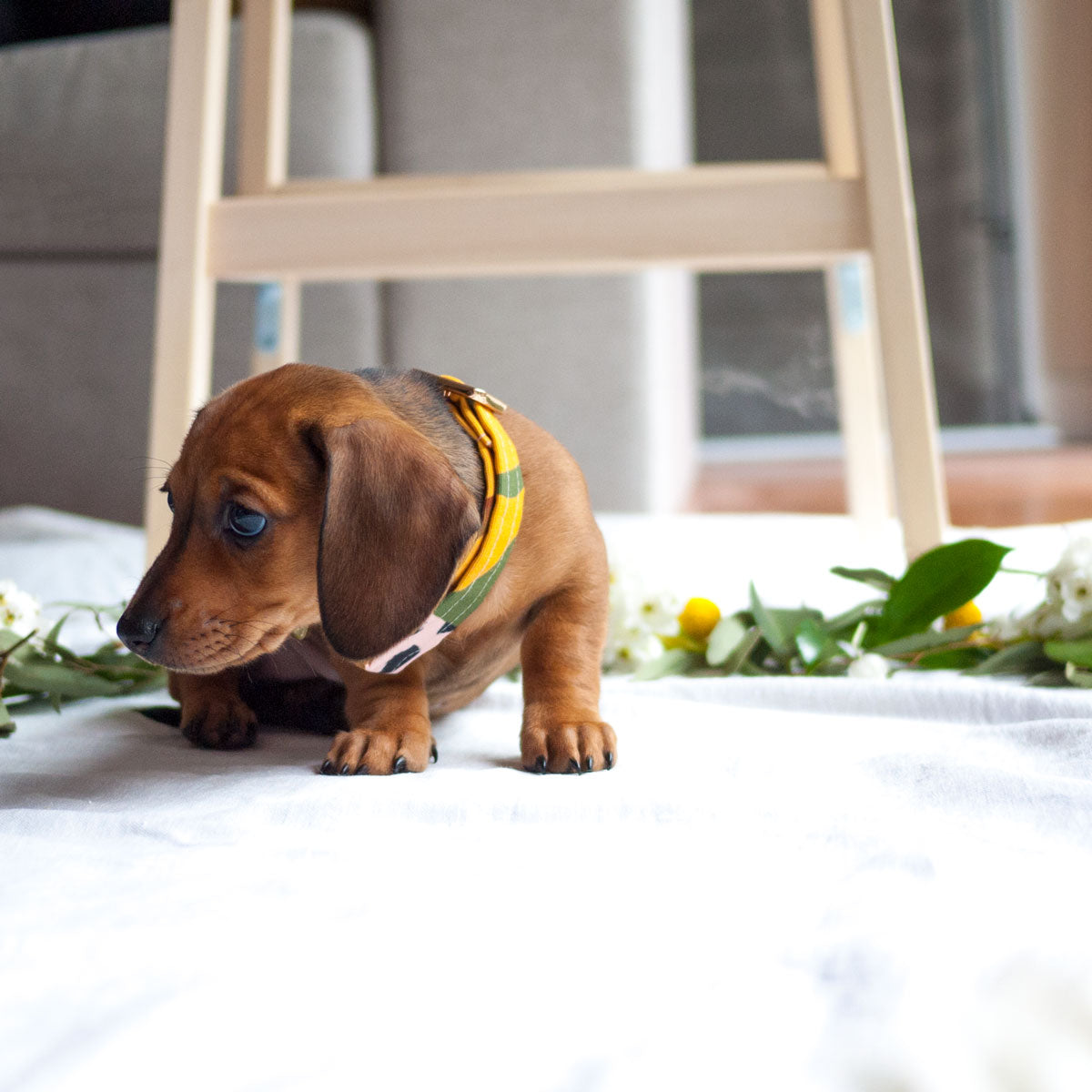 Wanderlust Printed Dog Collar